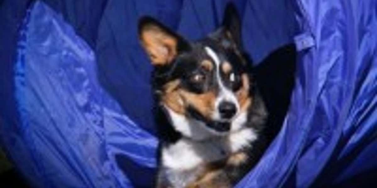 Basic dog biscuit recipe by Cesar Millan