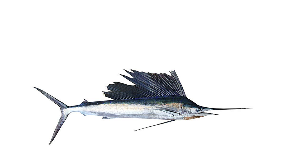 23 Easy Swordfish Recipes