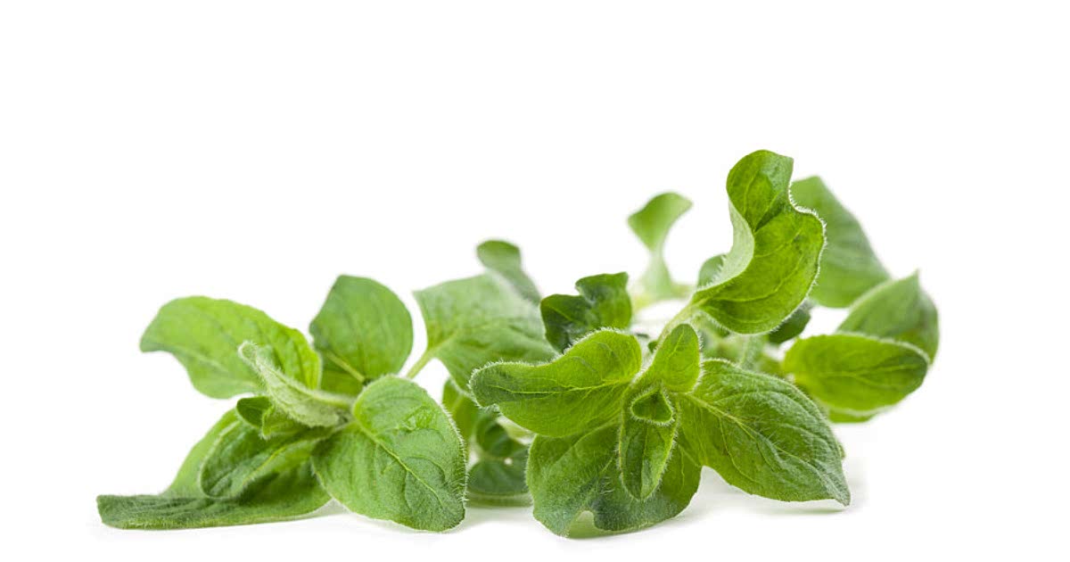 4024 Easy Oregano Recipes