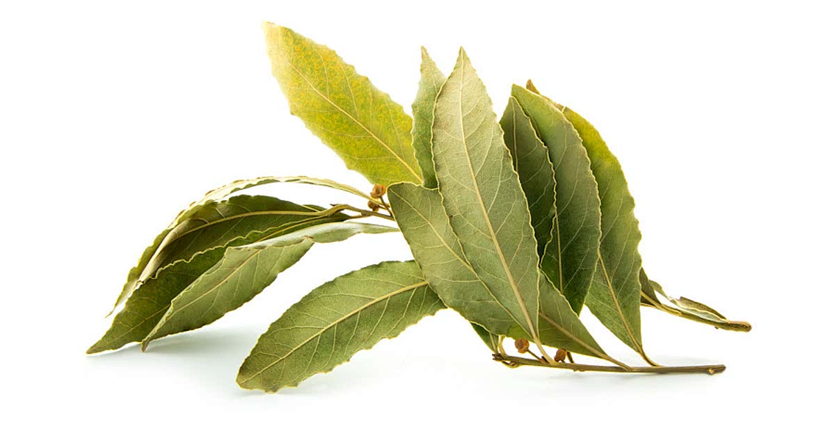 4900 Easy Bay leaf Recipes