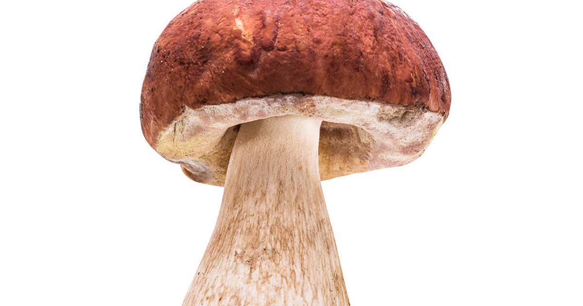 21 Easy Porcini mushrooms Recipes