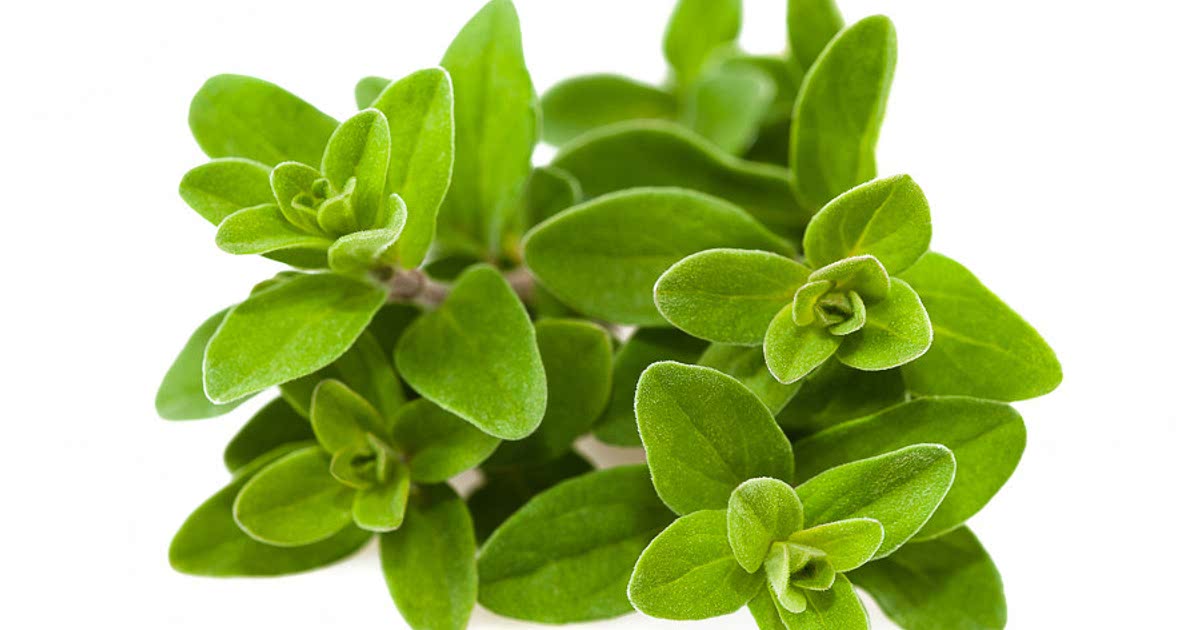 175-easy-marjoram-recipes