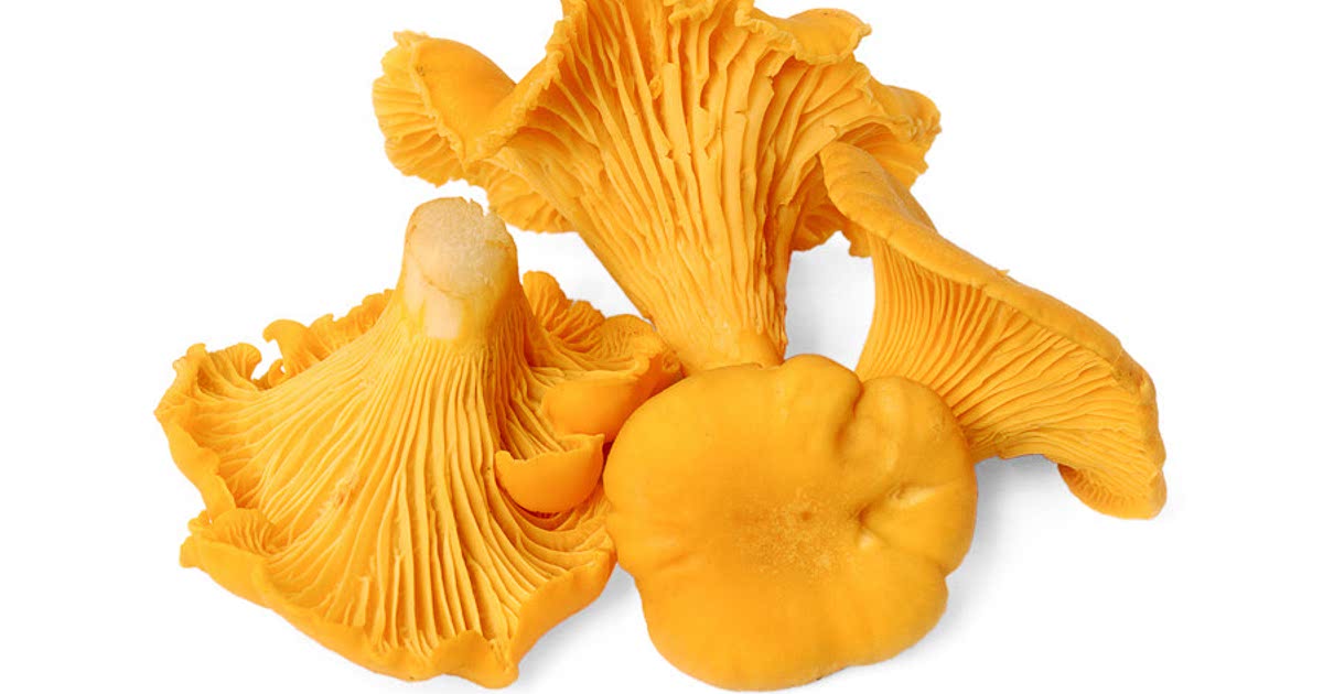 22 Easy Chanterelle mushroom Recipes