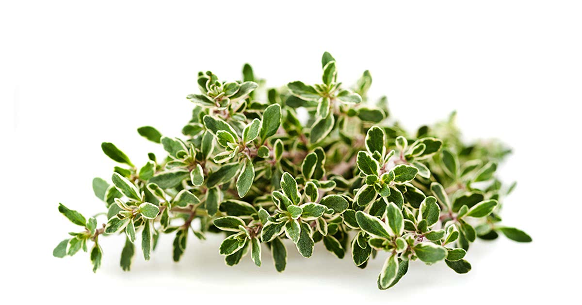 42 Easy Lemon thyme Recipes