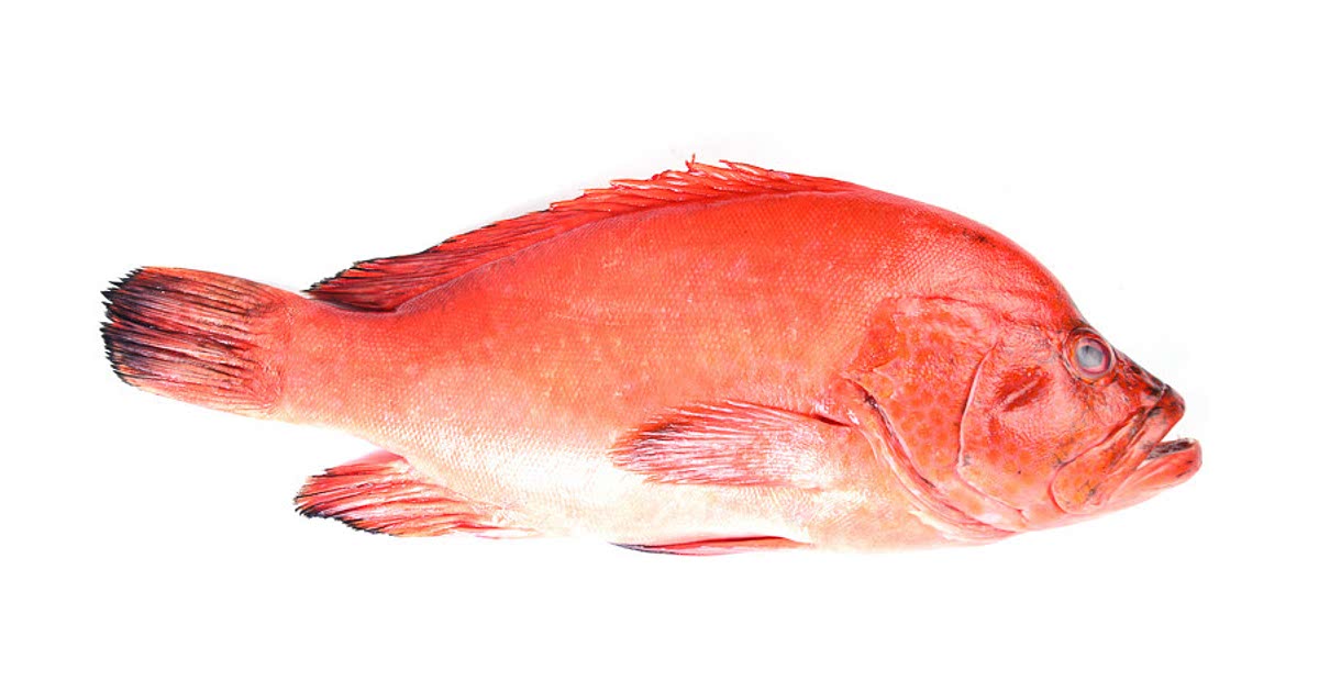 12 Easy Rockfish Recipes