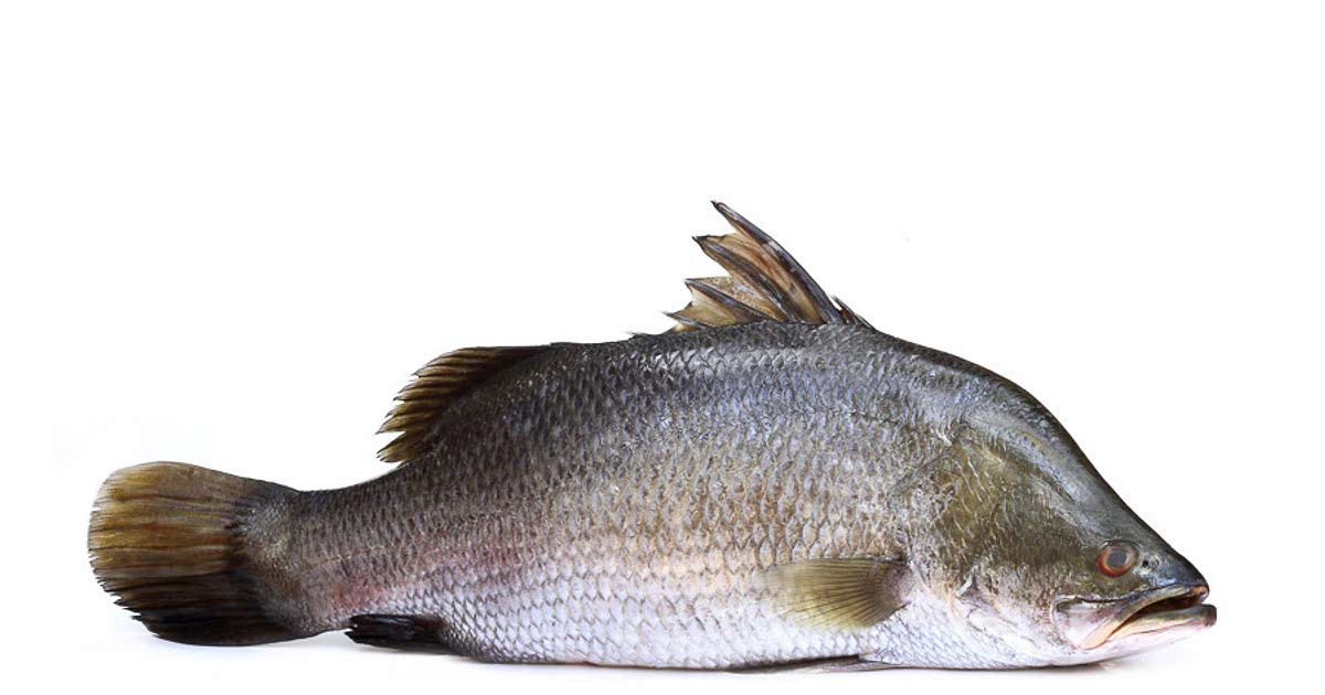44 Easy Barramundi Recipes