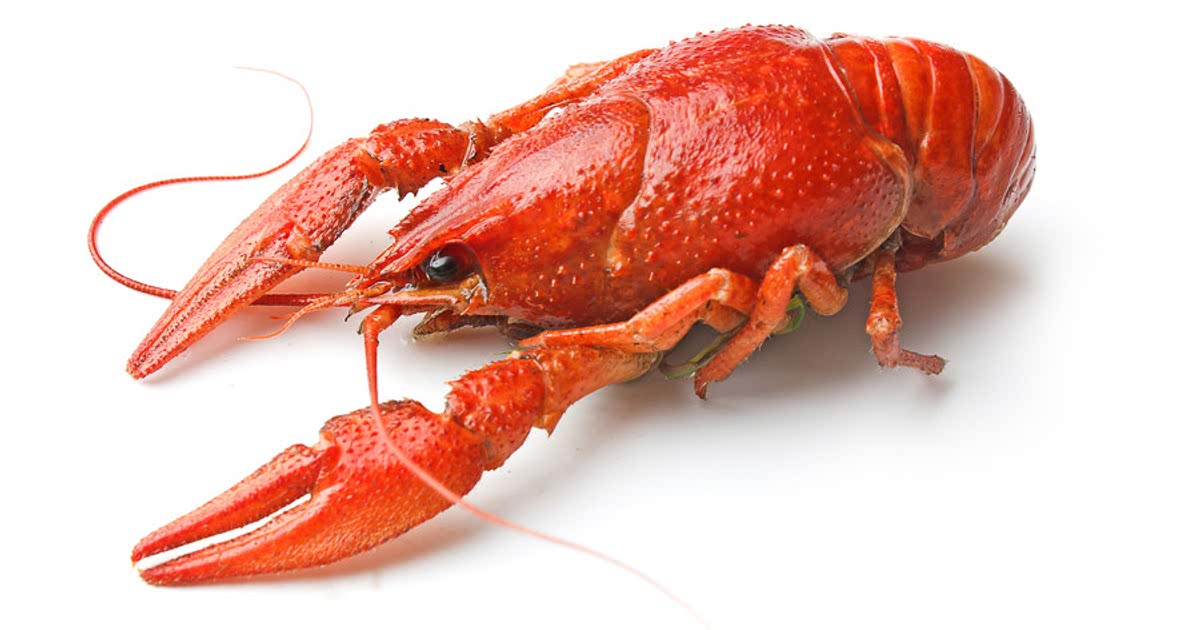 77-easy-crayfish-recipes