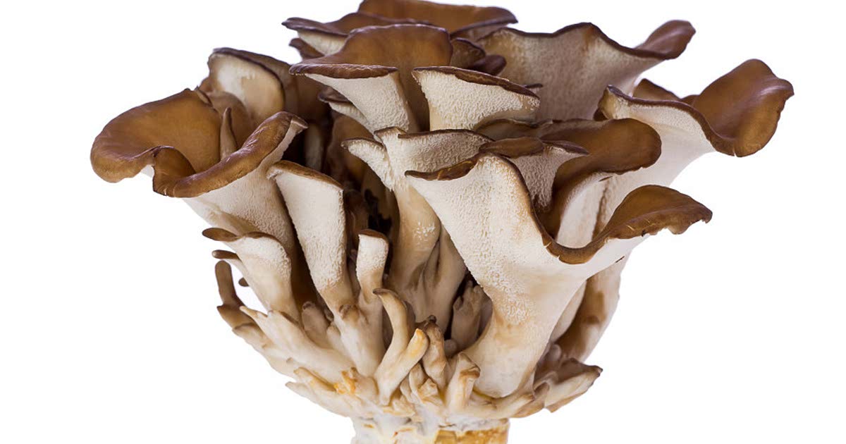 23 Easy Maitake mushrooms Recipes