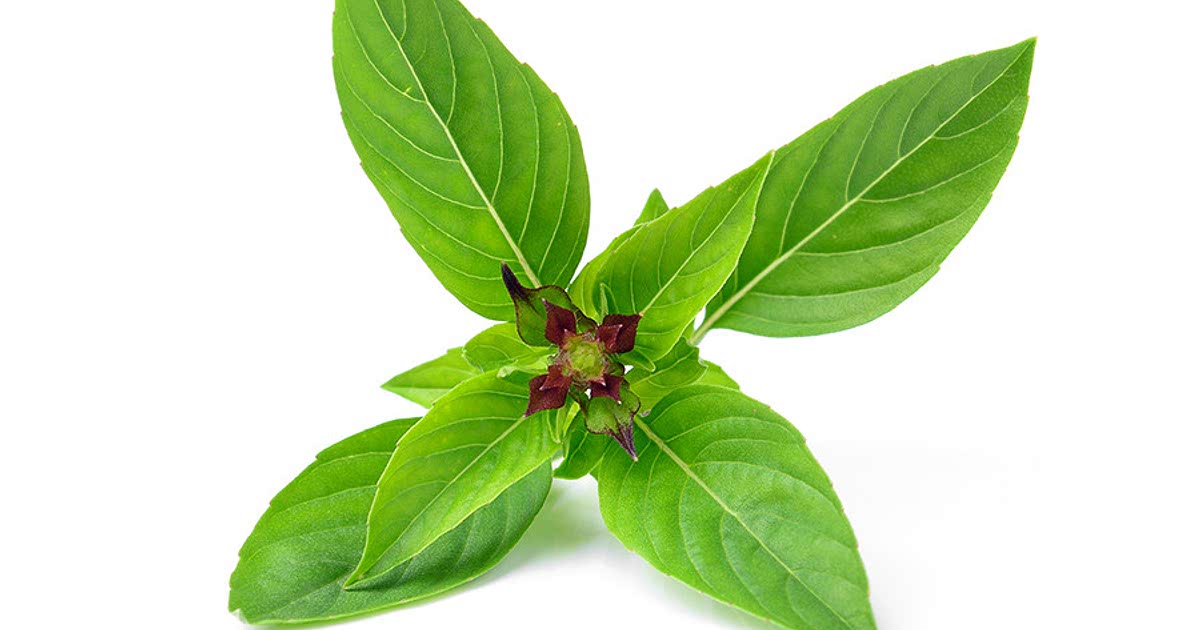 315 Easy Thai basil Recipes for a Nutritious Meal from Samsung Food