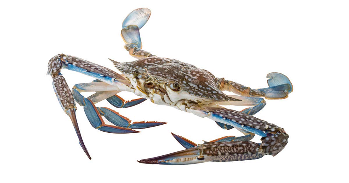 15 Easy Blue crab Recipes