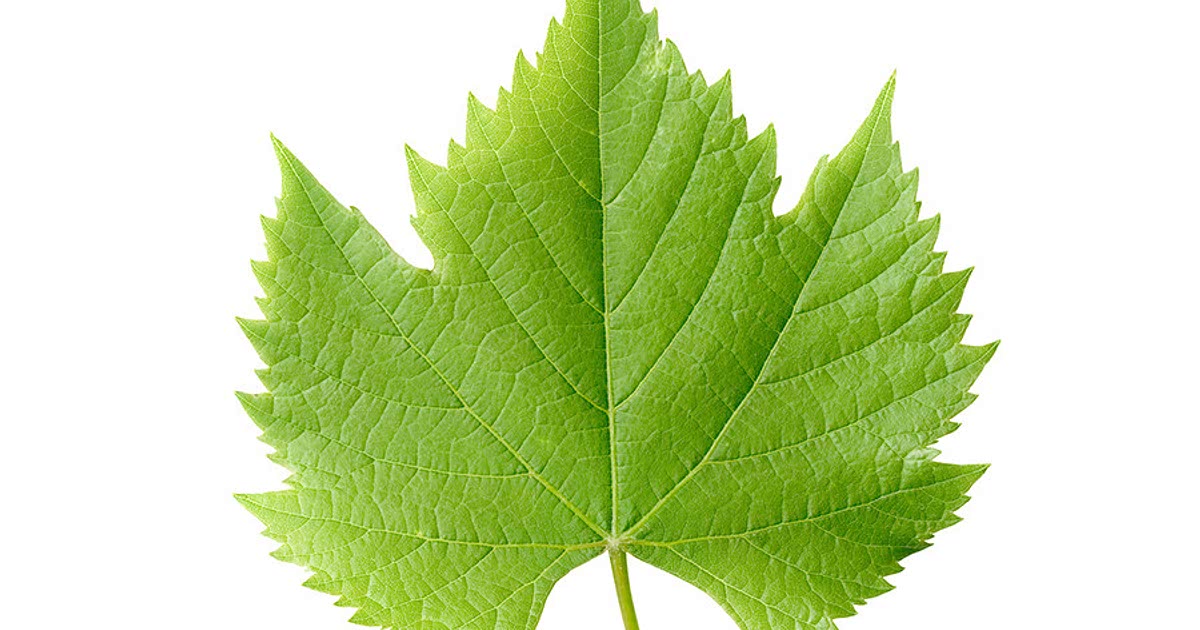 26 Easy Grape leaves Recipes