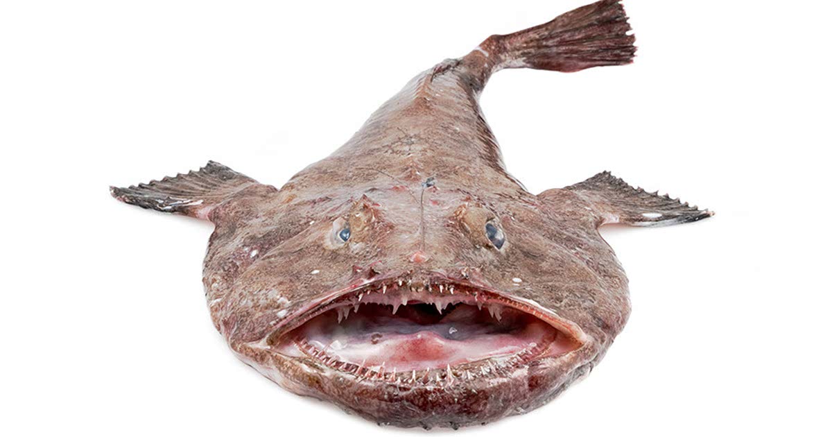 8 Easy Monkfish Recipes 8-easy-monkfish-recipes