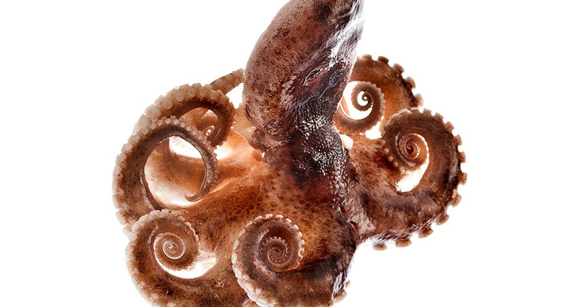 Webbed Feet Octopus Easy Webfoot octopus Recipes