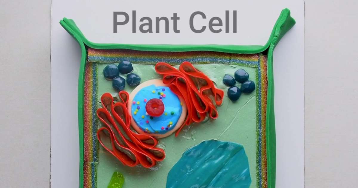 Edible Plant Cell Model Project | Recipe | Plant cell cake, Cell model, Cell  model project
