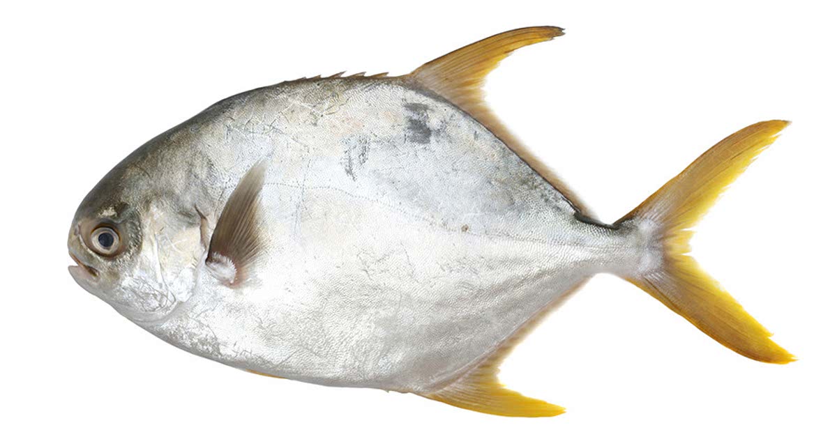 2 Easy Pomfret fish Recipes for a Nutritious Meal from Samsung Food