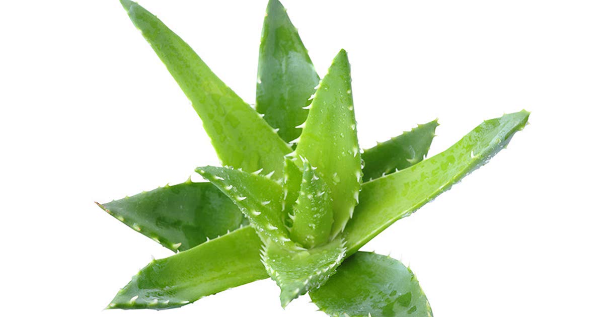 12 Easy Aloe vera Recipes