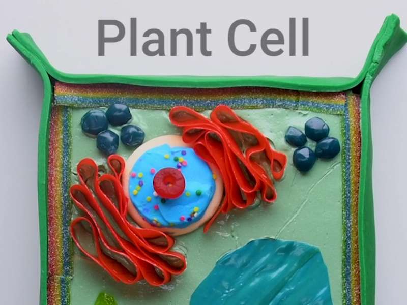 Animal Cell Cake | Cell model, Animal cell, Animal cells model