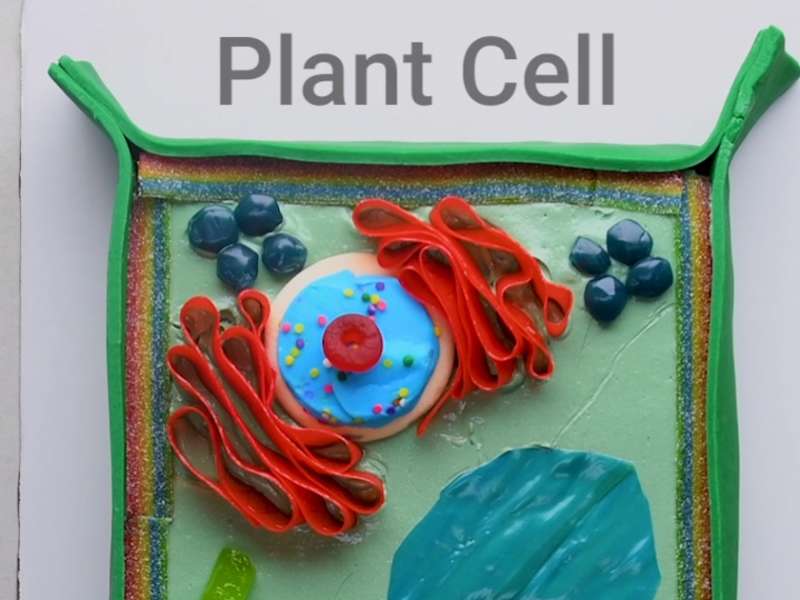 How to Make an Animal Cell for a Science Project | Sciencing