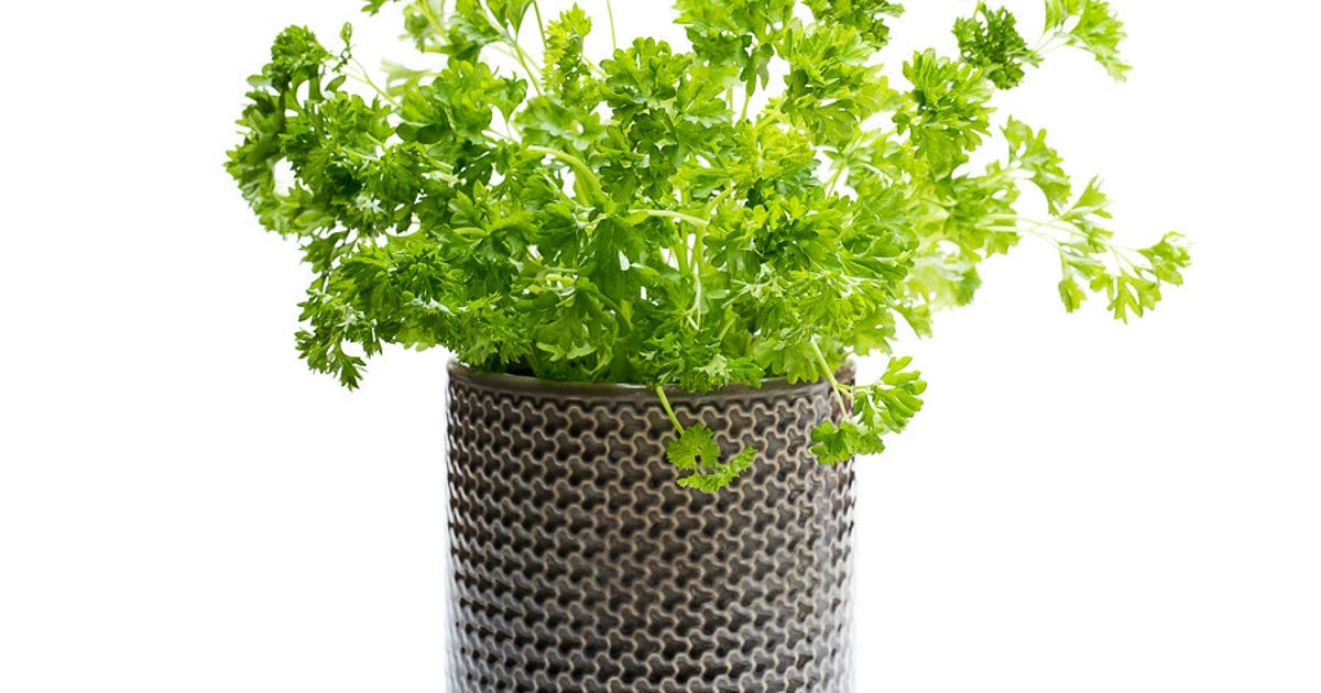 1 Easy Growing parsley Recipes for a Nutritious Meal from Samsung Food