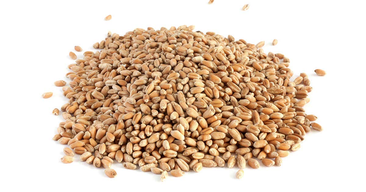 Easy Triticale Recipes for a Nutritious Meal from Samsung Food Community