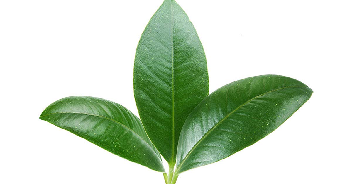 Lemon Leaf