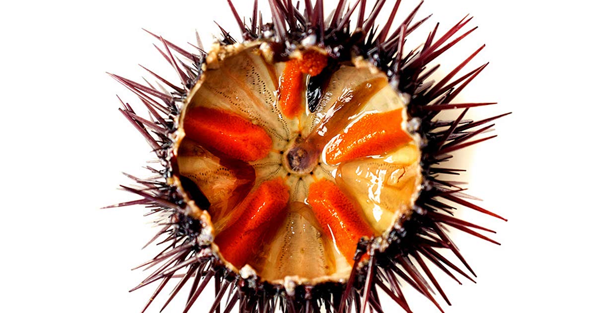 1 Easy Sea Urchin Recipes For A Nutritious Meal From Whisk Community