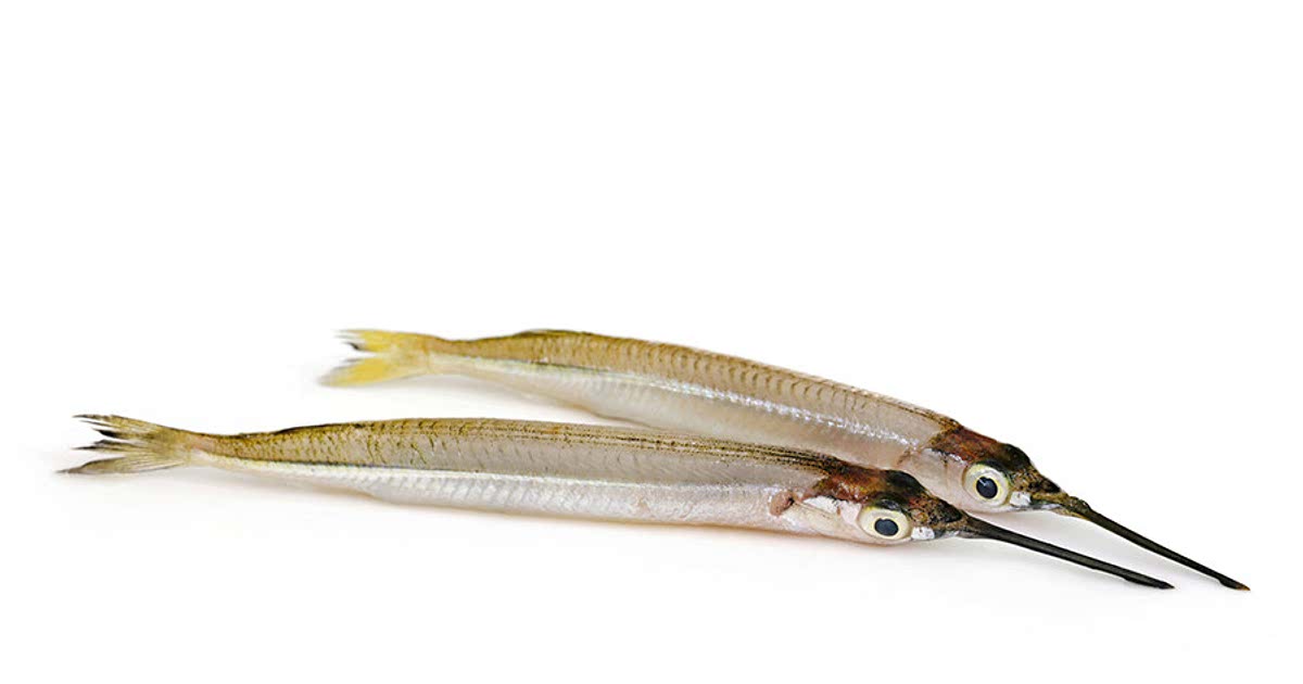 Easy Needlefish Recipes for a Nutritious Meal from Samsung Food Community